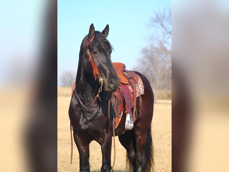 Fries paard Ruin 4 Jaar 163 cm Zwart in Cincinnati, IA