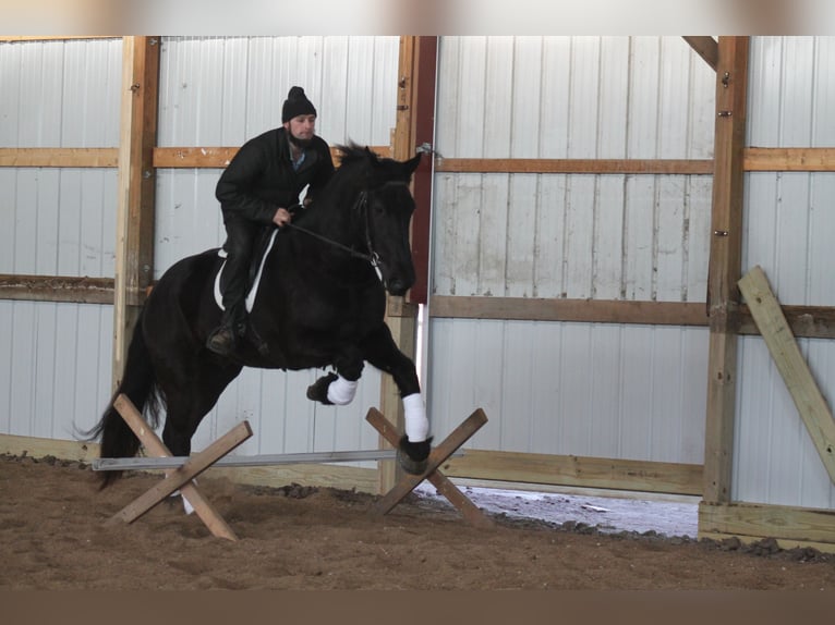 Fries paard Ruin 4 Jaar 163 cm Zwart in Cincinnati, IA