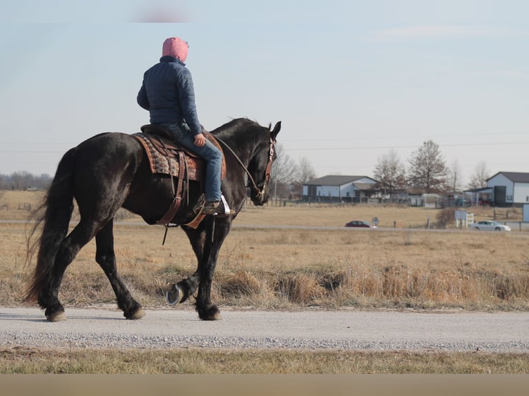 Fries paard Ruin 4 Jaar 163 cm Zwart in Cincinnati, IA