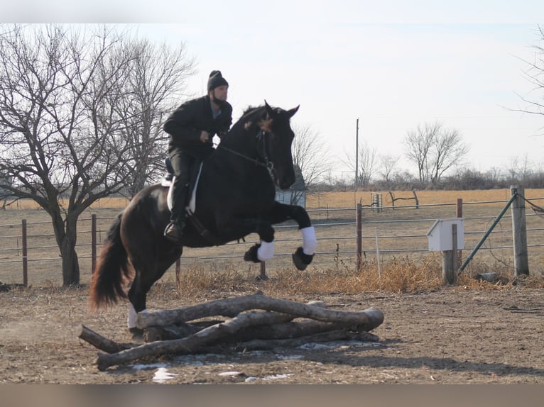 Fries paard Ruin 4 Jaar 163 cm Zwart in Cincinnati, IA