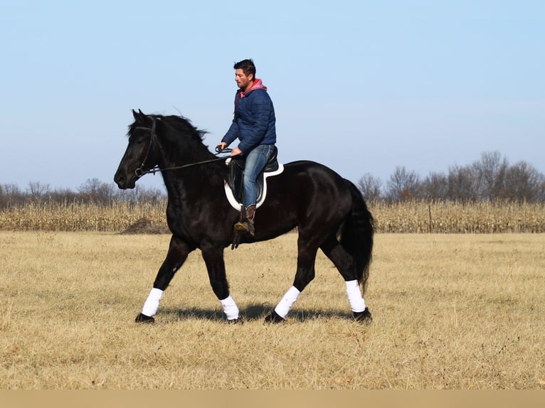 Fries paard Ruin 4 Jaar 163 cm Zwart in Cincinnati, IA