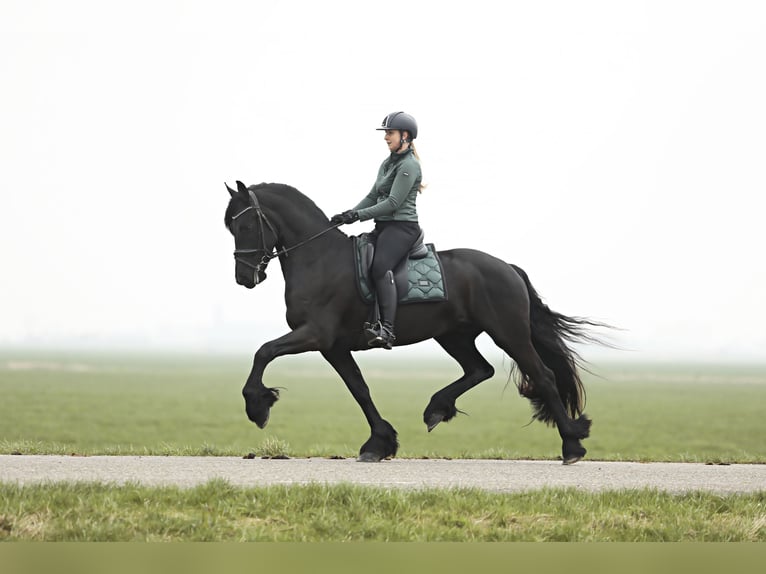 Fries paard Ruin 4 Jaar 164 cm Zwart in Britswert