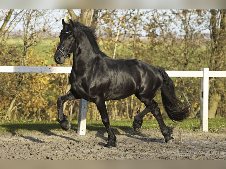 Fries paard Ruin 4 Jaar 164 cm Zwart in Britswert