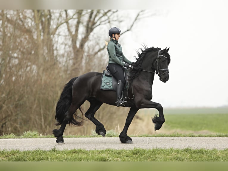 Fries paard Ruin 4 Jaar 164 cm Zwart in Britswert