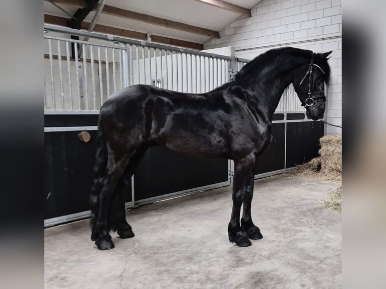 Fries paard Ruin 4 Jaar 165 cm Zwart in Bladel