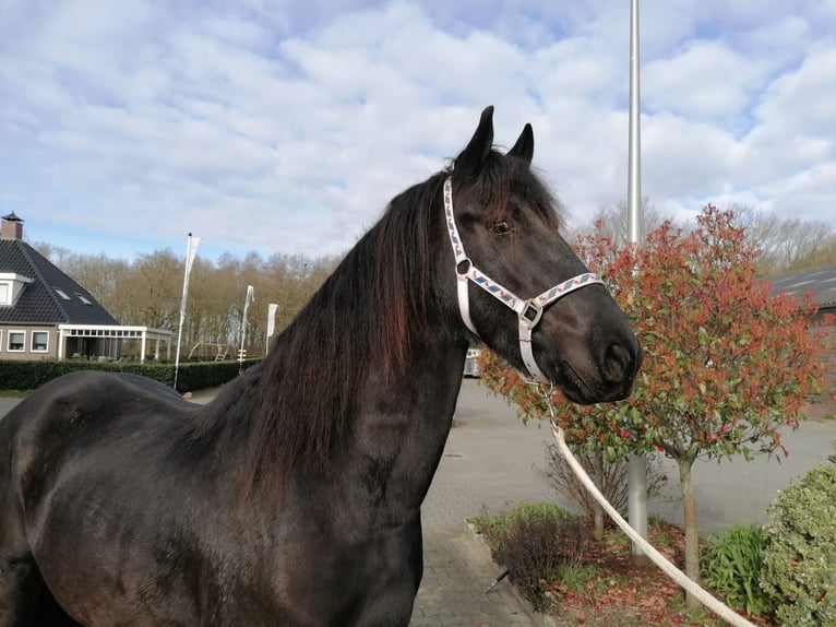 Fries paard Ruin 4 Jaar 165 cm Zwart in Dalen