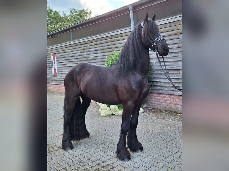 Fries paard Ruin 4 Jaar 165 cm Zwart in Dalen