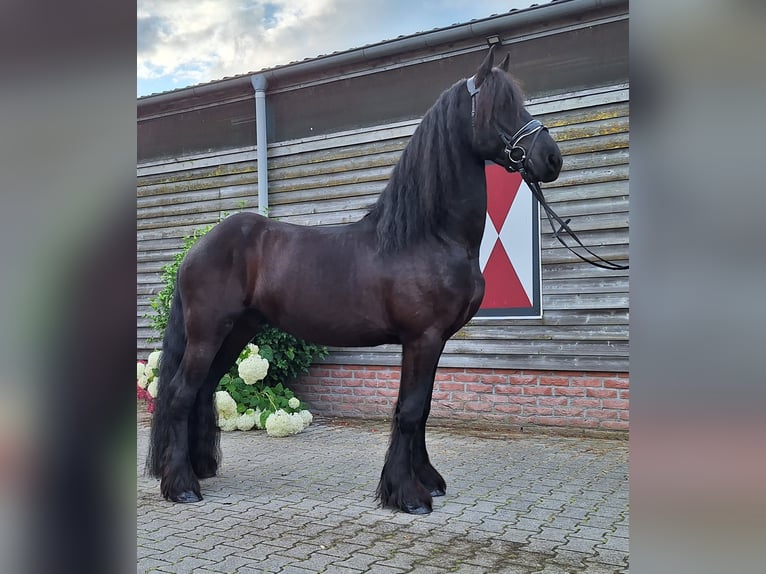 Fries paard Ruin 4 Jaar 165 cm Zwart in Dalen