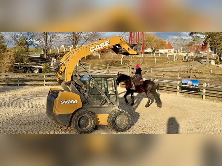 Fries paard Mix Ruin 4 Jaar 165 cm Zwart in Gap