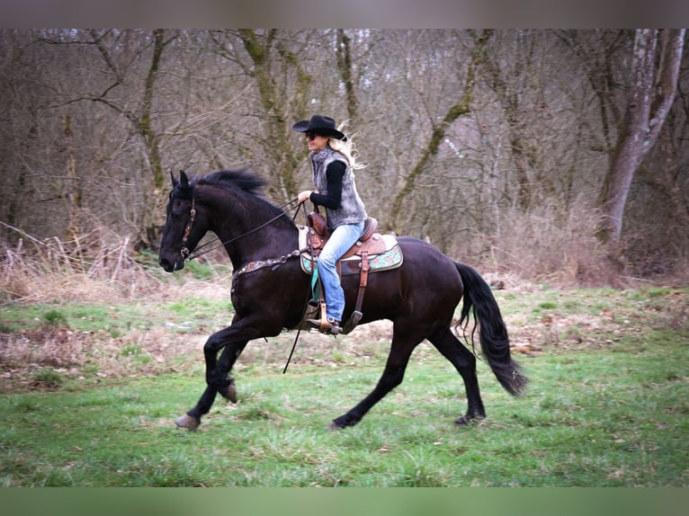 Fries paard Ruin 4 Jaar 165 cm Zwart in Flemmingsburg KY