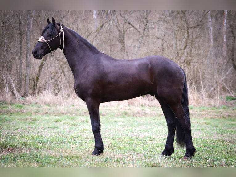 Fries paard Ruin 4 Jaar 165 cm Zwart in Flemmingsburg KY