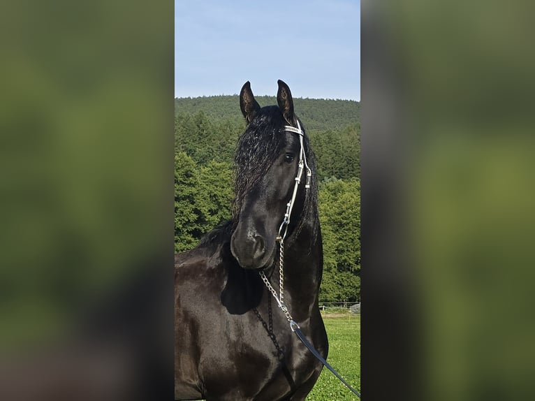 Fries paard Ruin 4 Jaar 167 cm Zwart in Michelstadt
