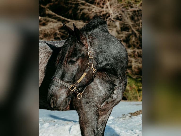 Fries paard Ruin 4 Jaar 168 cm Roan-Blue in Warsaw