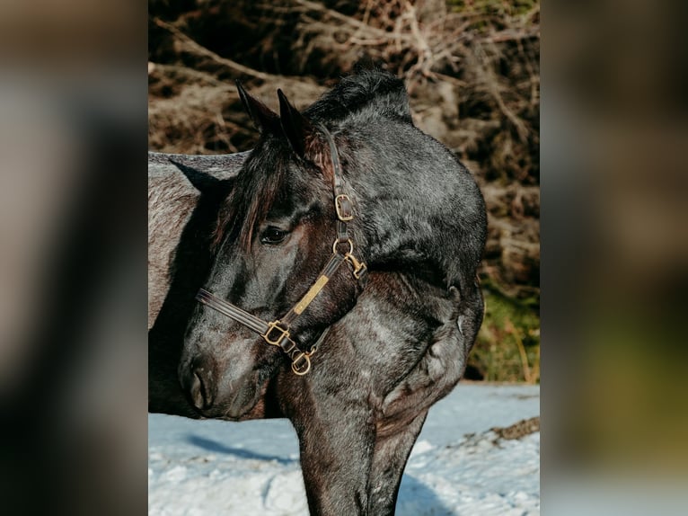 Fries paard Ruin 4 Jaar 168 cm Roan-Blue in Warsaw