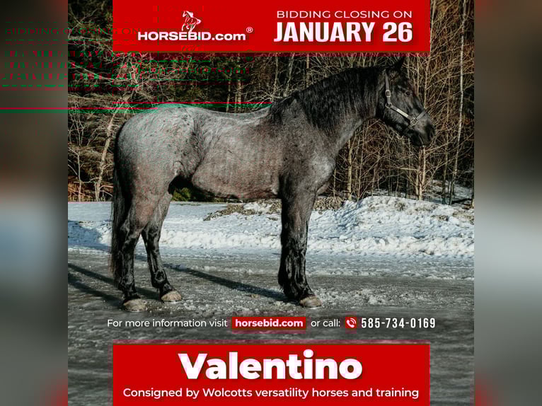 Fries paard Ruin 4 Jaar 168 cm Roan-Blue in Warsaw