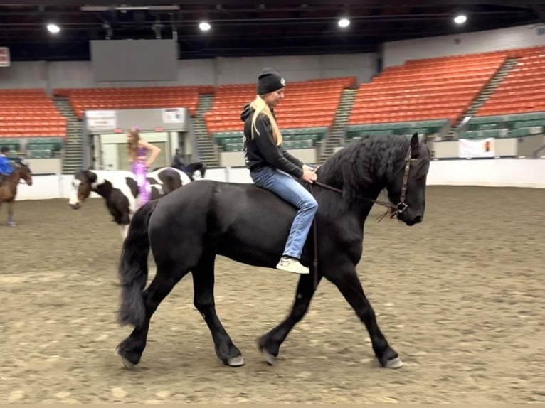 Fries paard Ruin 4 Jaar 168 cm Zwart in Rochester