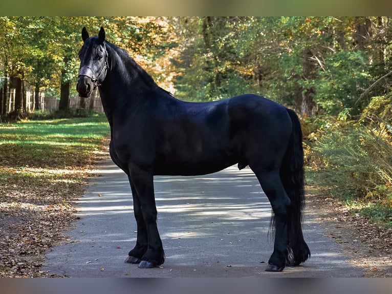 Fries paard Ruin 4 Jaar 168 cm Zwart in Rochester