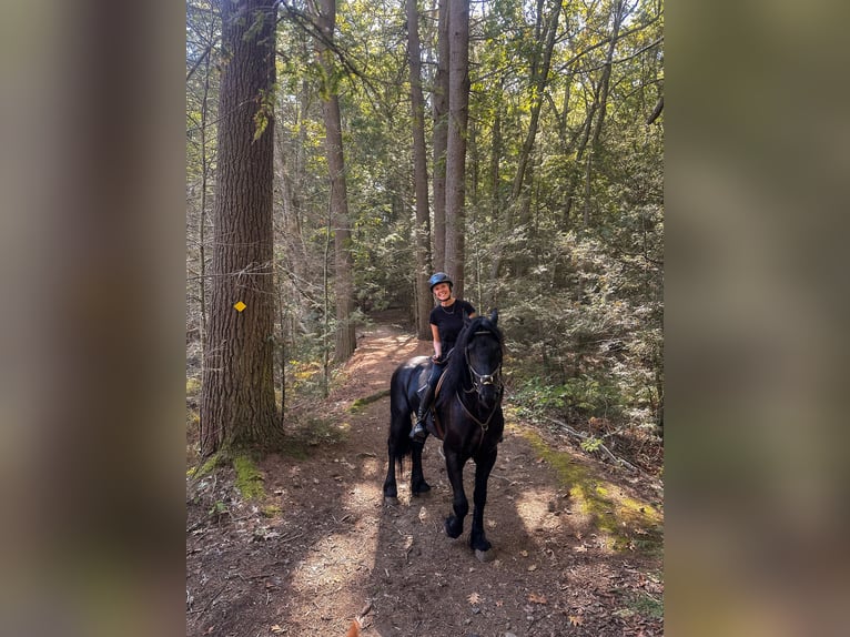 Fries paard Ruin 4 Jaar 168 cm Zwart in Rochester