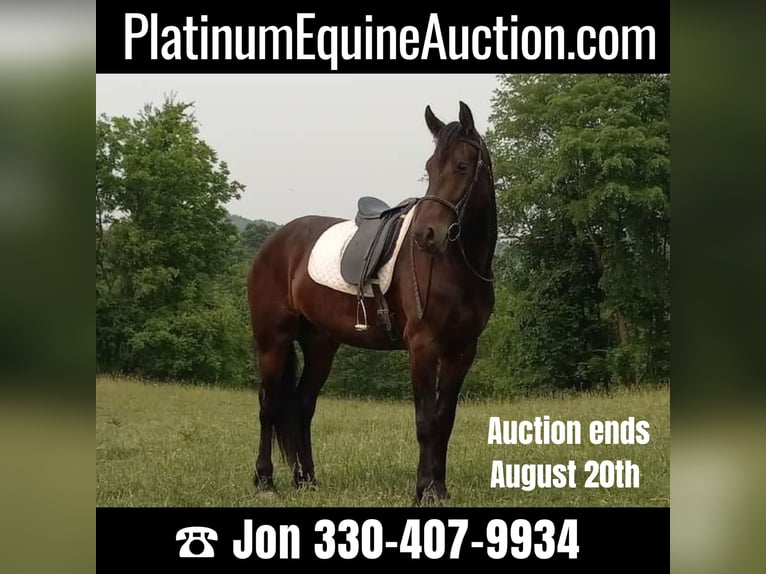 Fries paard Ruin 4 Jaar 168 cm Zwart in Fresno OH