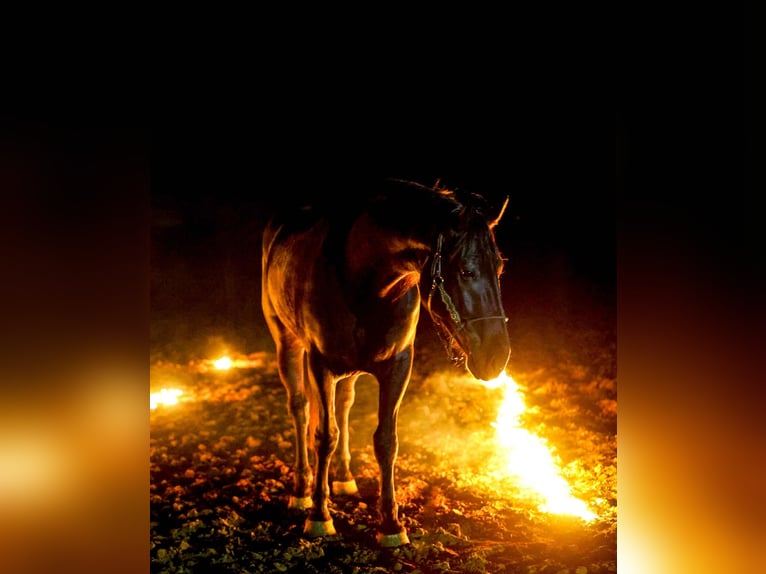 Fries paard Mix Ruin 4 Jaar 168 cm Zwart in Ripley