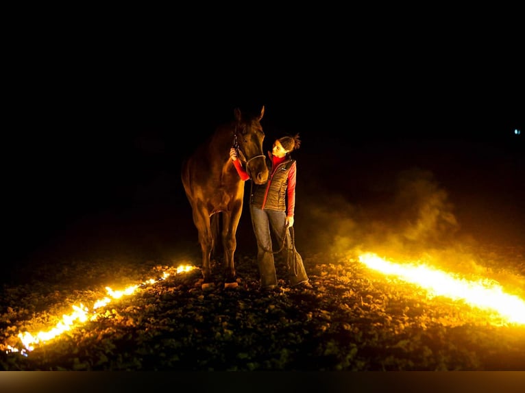 Fries paard Mix Ruin 4 Jaar 168 cm Zwart in Ripley