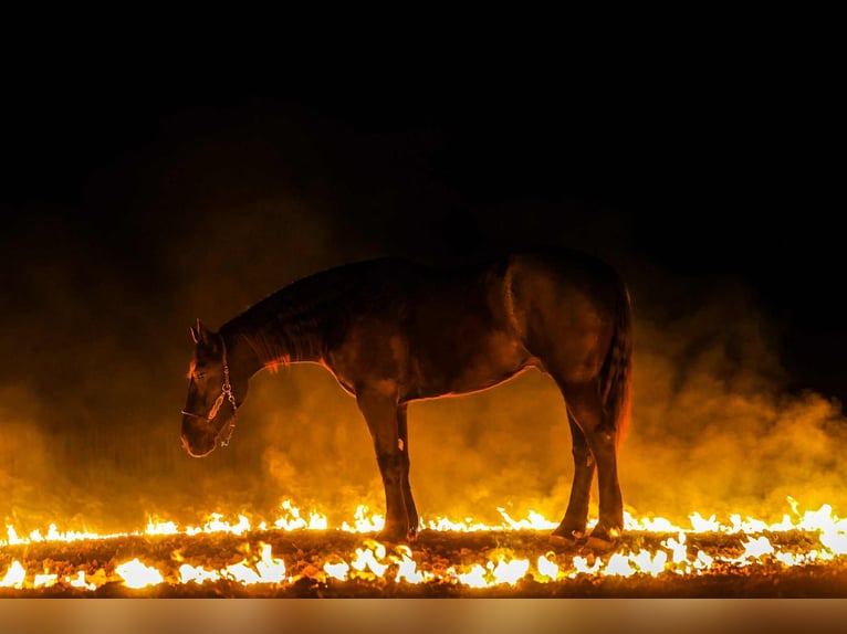 Fries paard Mix Ruin 4 Jaar 168 cm Zwart in Ripley