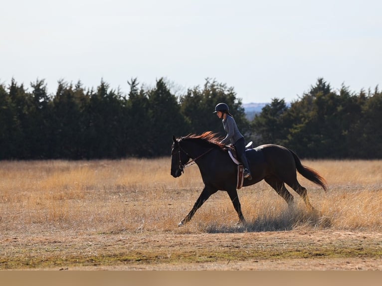 Fries paard Mix Ruin 4 Jaar 168 cm Zwart in Ripley