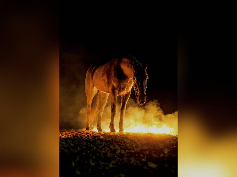 Fries paard Mix Ruin 4 Jaar 168 cm Zwart in Ripley