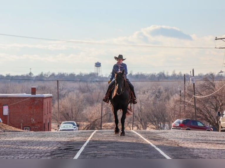Fries paard Mix Ruin 4 Jaar 168 cm Zwart in Ripley