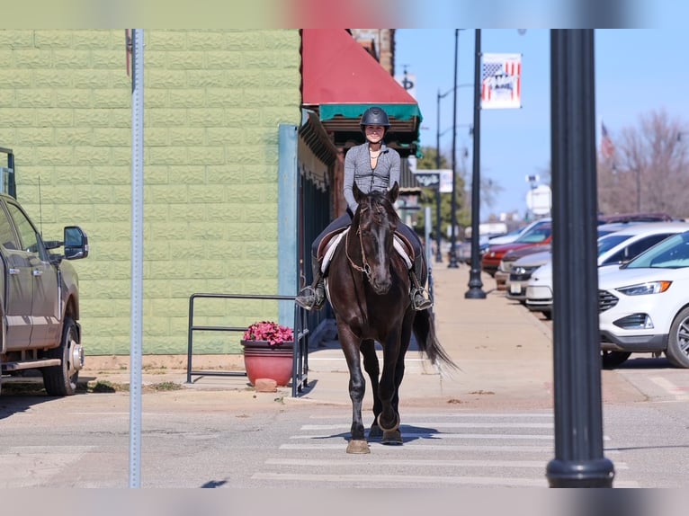 Fries paard Mix Ruin 4 Jaar 168 cm Zwart in Ripley