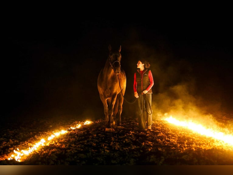 Fries paard Mix Ruin 4 Jaar 168 cm Zwart in Ripley