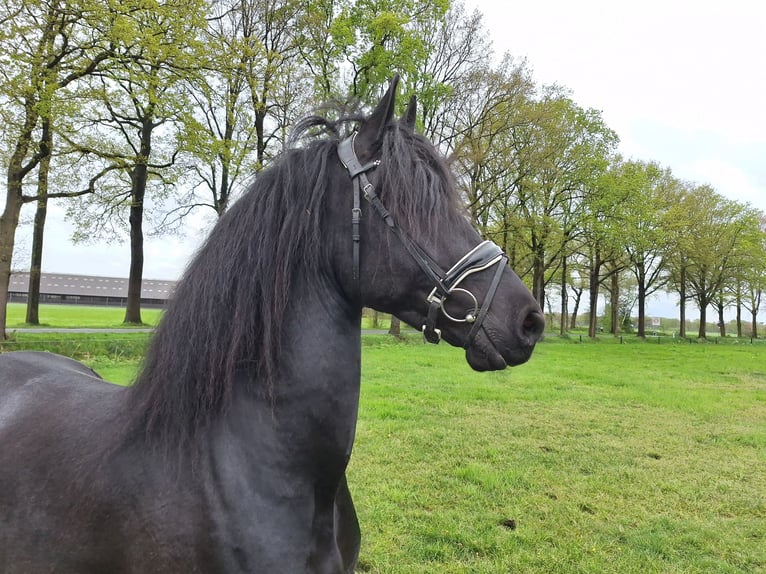 Fries paard Ruin 4 Jaar 169 cm Zwart in Dalen