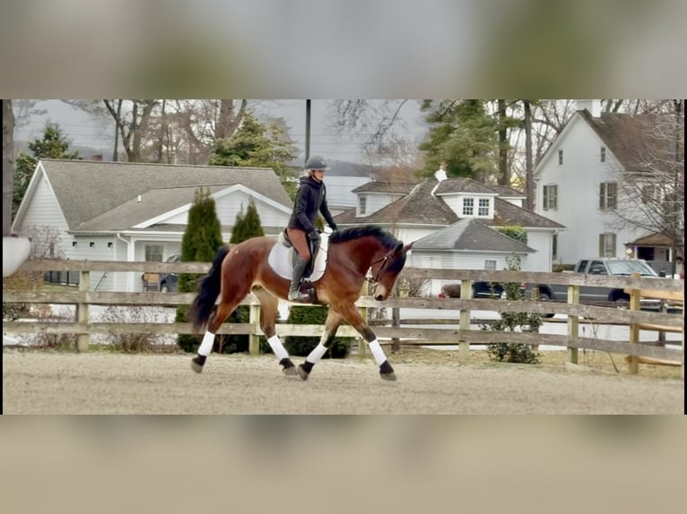 Fries paard Mix Ruin 4 Jaar 170 cm Roodbruin in Gap