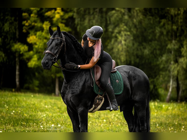 Fries paard Ruin 4 Jaar 170 cm Zwart in Poznań