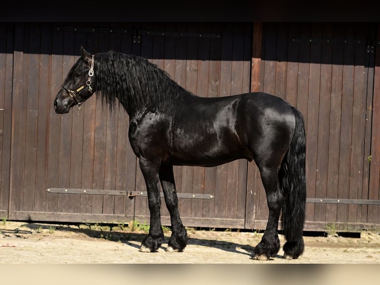 Fries paard Ruin 4 Jaar 170 cm Zwart in Poznań