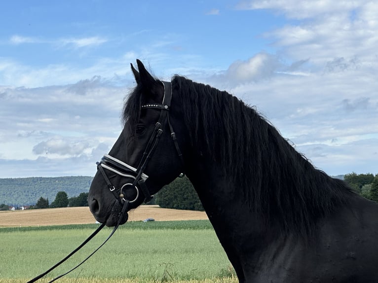 Fries paard Ruin 4 Jaar 170 cm Zwart in Riedlingen