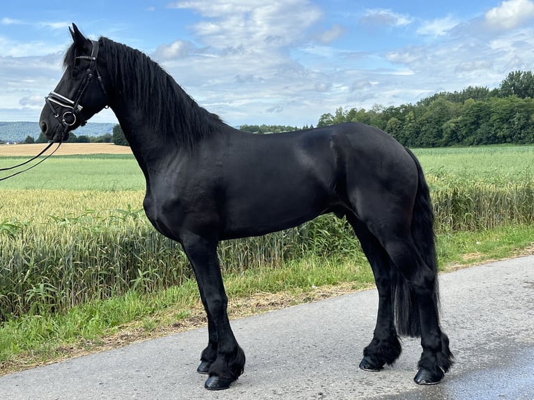 Fries paard Ruin 4 Jaar 170 cm Zwart in Riedlingen