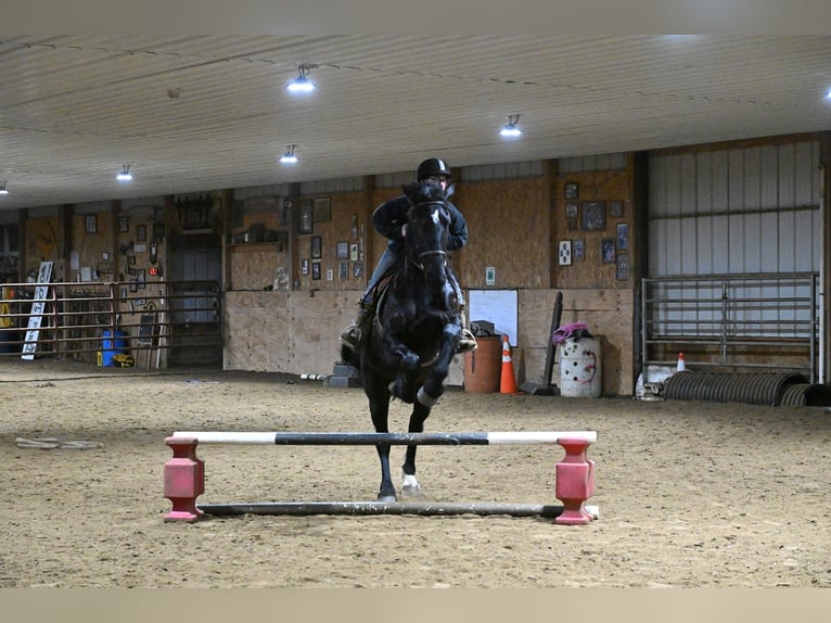 Fries paard Mix Ruin 4 Jaar 170 cm Zwart in Warsaw