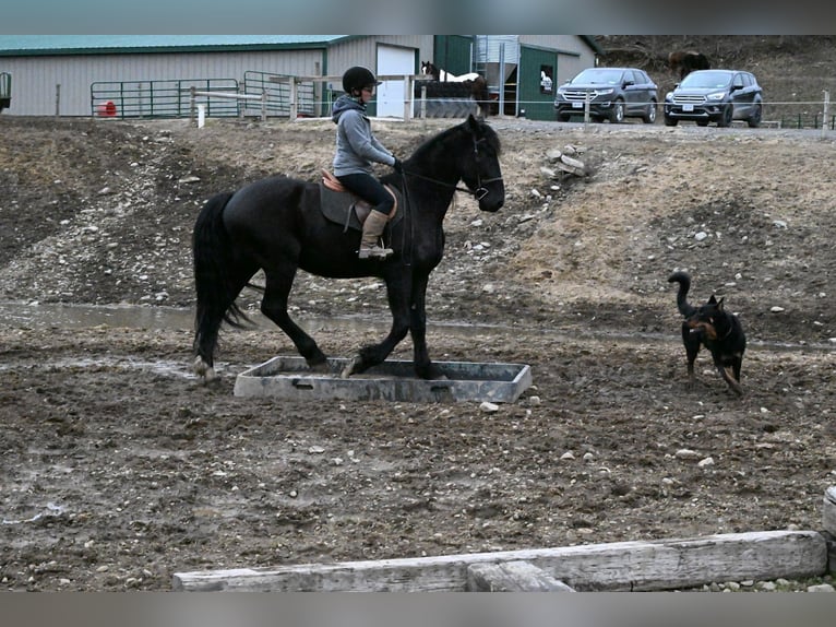Fries paard Mix Ruin 4 Jaar 170 cm Zwart in Warsaw