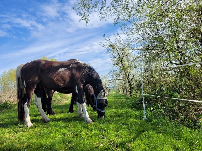 Fries paard Mix Ruin 4 Jaar 173 cm Gevlekt-paard in Homberg (Ohm)