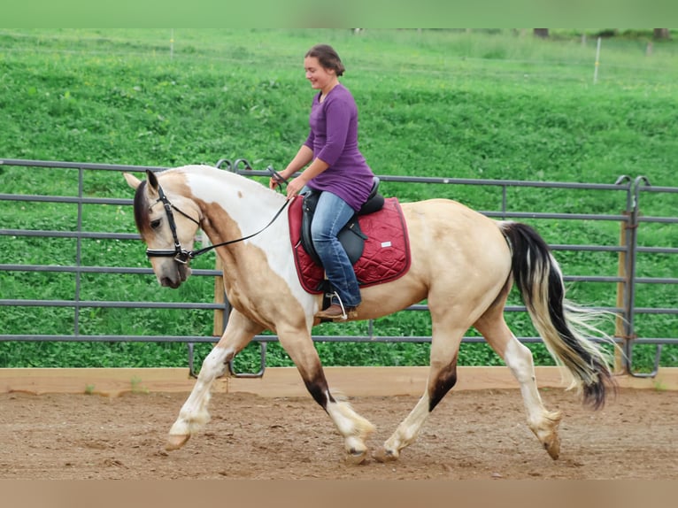 Fries paard Mix Ruin 4 Jaar Buckskin in Millersburg