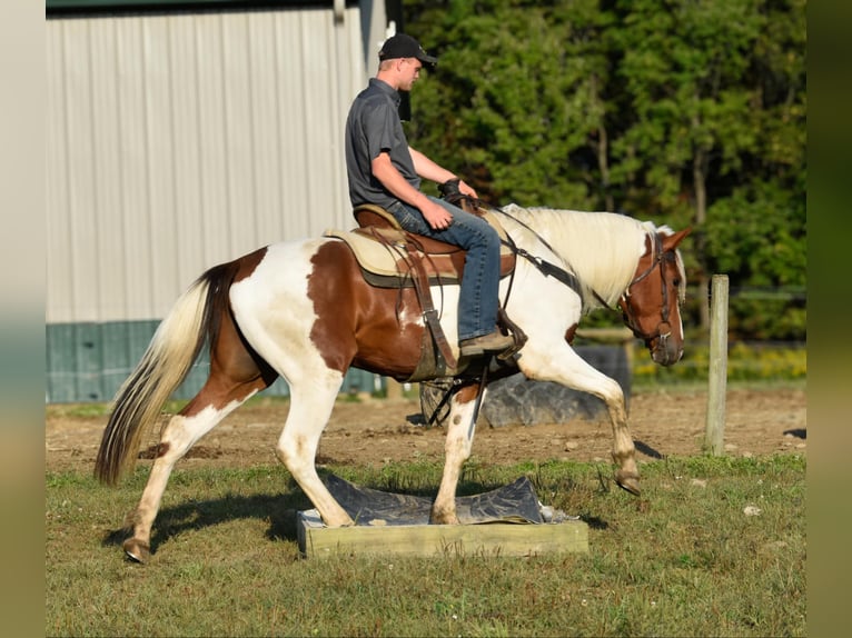 Fries paard Ruin 4 Jaar Donkere-vos in Warsaw NY