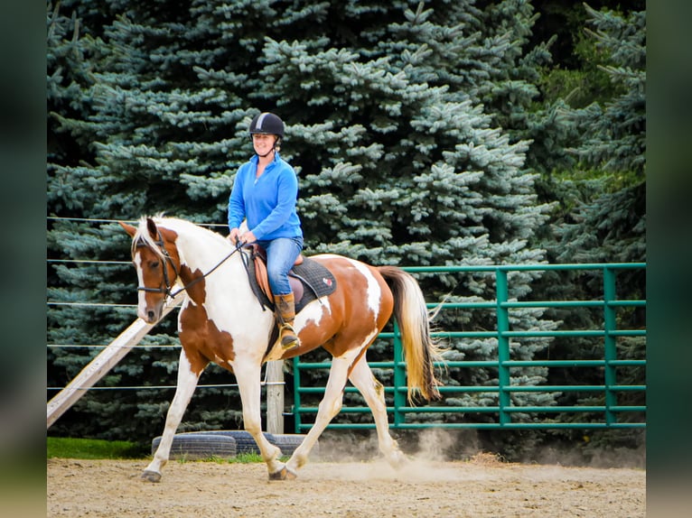 Fries paard Ruin 4 Jaar Donkere-vos in Warsaw NY