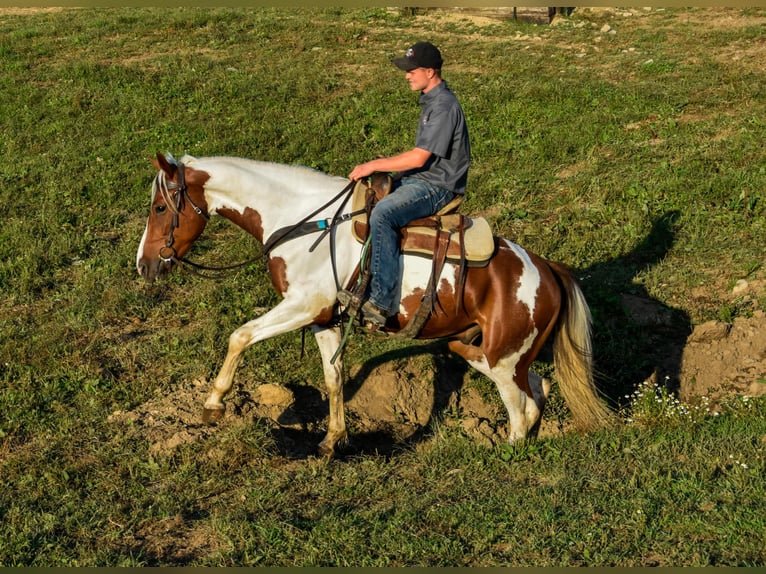 Fries paard Ruin 4 Jaar Donkere-vos in Warsaw NY