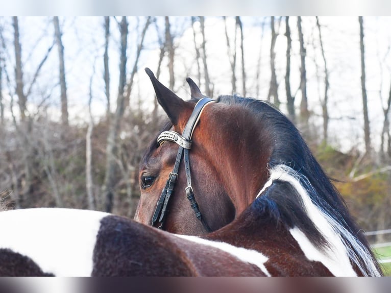 Fries paard Mix Ruin 4 Jaar Gevlekt-paard in Strasburg