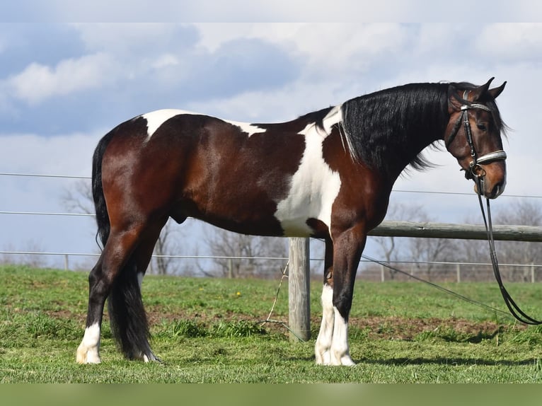 Fries paard Mix Ruin 4 Jaar Gevlekt-paard in Strasburg