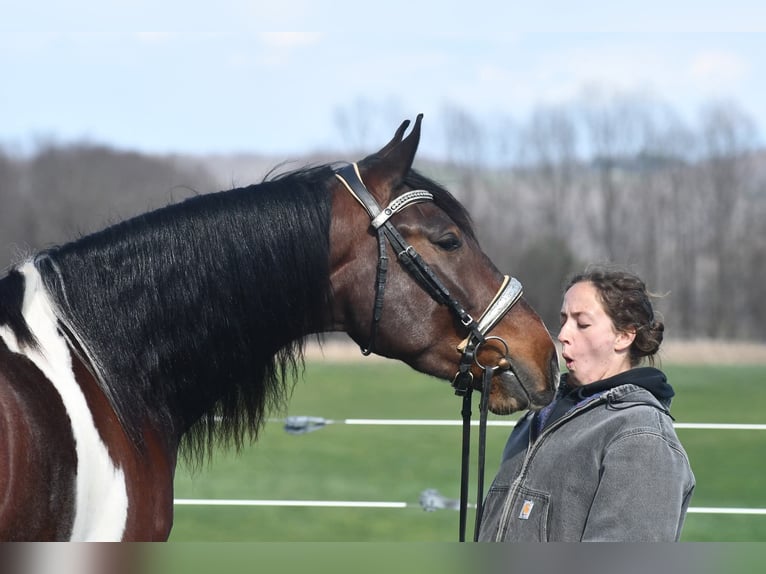 Fries paard Mix Ruin 4 Jaar Gevlekt-paard in Strasburg