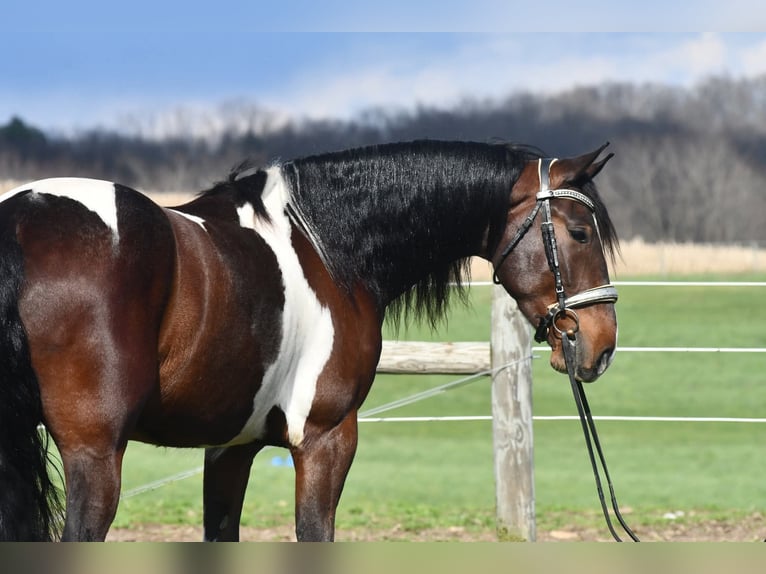 Fries paard Mix Ruin 4 Jaar Gevlekt-paard in Strasburg