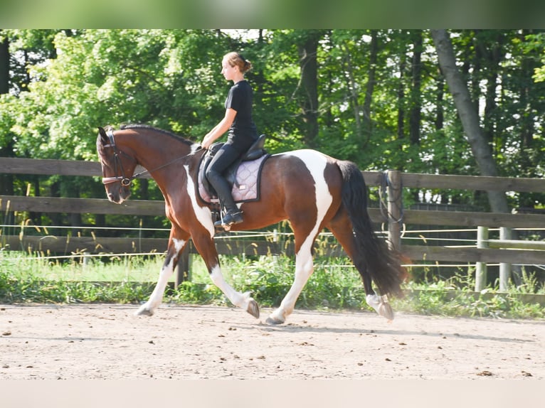 Fries paard Mix Ruin 4 Jaar Gevlekt-paard in Strasburg