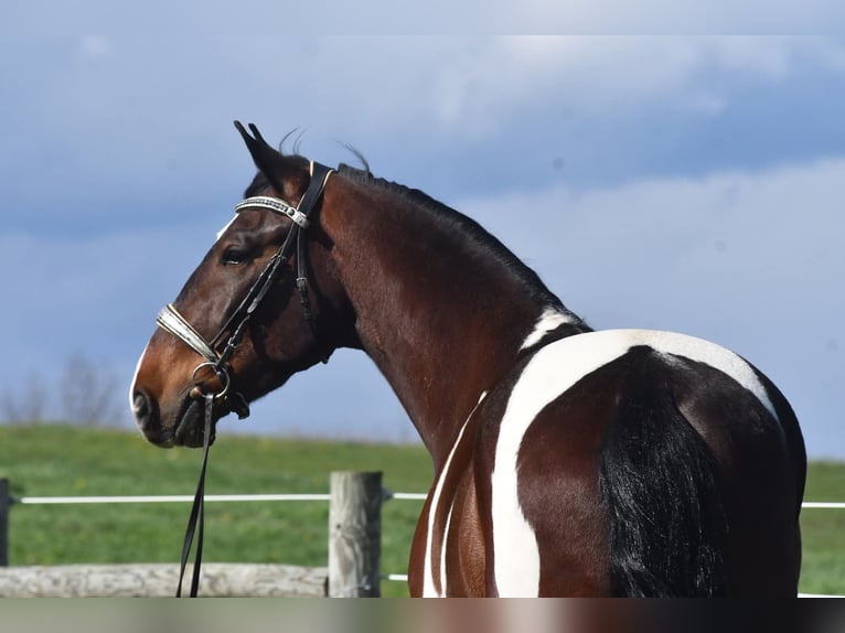 Fries paard Mix Ruin 4 Jaar Gevlekt-paard in Strasburg